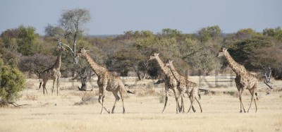 Giraffe4-700_6251   