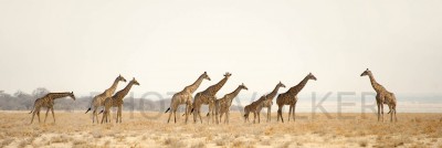 Giraffe5-700_8760£1   