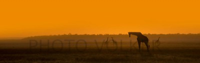 Giraffe6-DSC_6649  