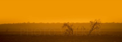 Giraffe7-DSC_6634  