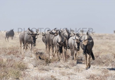 Gnus-DSC_7268  