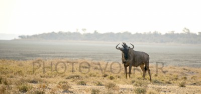 Gnus1-DSC_6402  