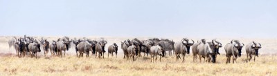 Gnus2-DSC_7304-print3  