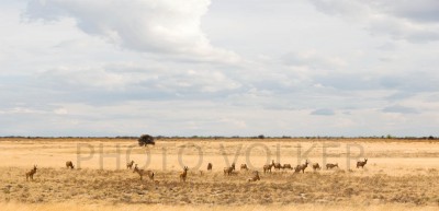 Hartebest_Panorama25           