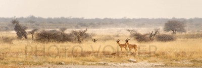 Impala3-700_9095            