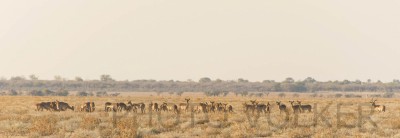 Impala4-DSC_6465           