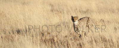 Leopard1-700_6093            