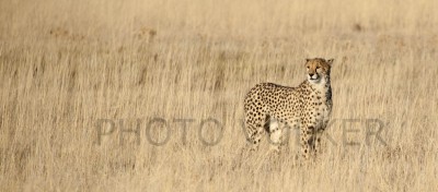 Leopard2-700_6119            