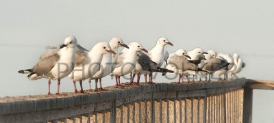 Seagull-700_7036                