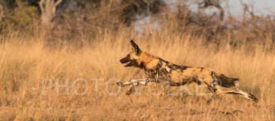 running-DSC_1387              